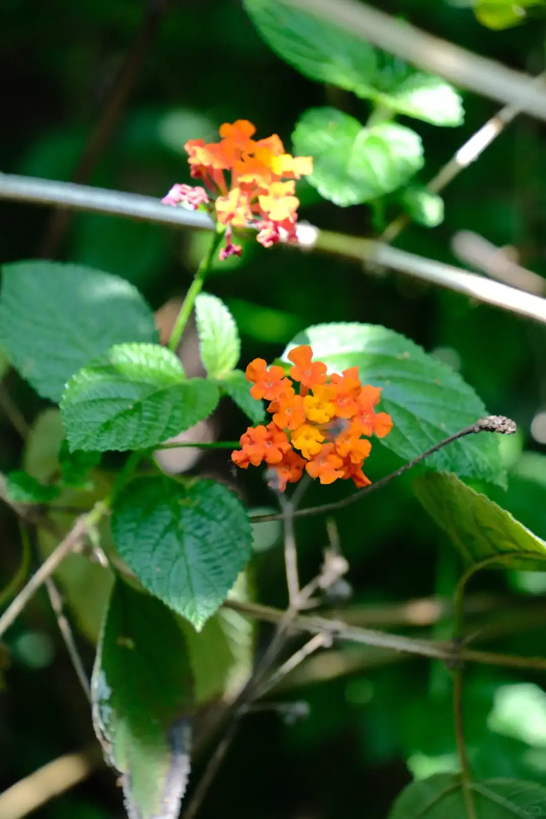 Pro Neg Hi 示例图一