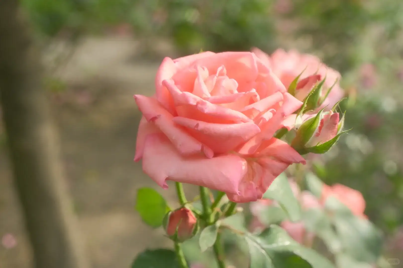 Pro Neg Std 示例图二